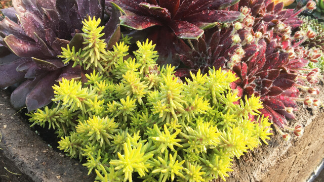 SunSparkler™ Sedums Angelina’s Teacup ppaf SunSparkler™ Sedums Angelina’s Teacup ppaf