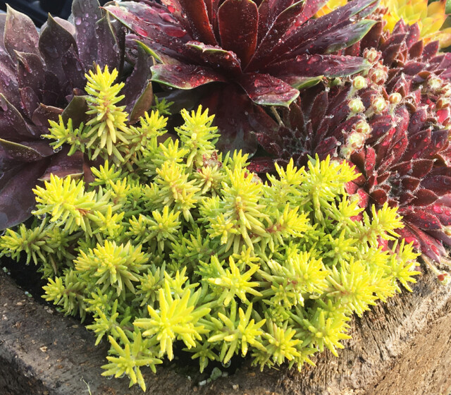 SunSparkler™ Sedums Angelina’s Teacup ppaf SunSparkler™ Sedums Angelina’s Teacup ppaf