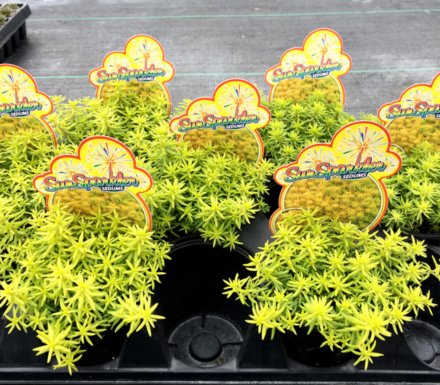 SunSparkler™ Sedums Angelina’s Teacup ppaf SunSparkler™ Sedums Angelina’s Teacup ppaf
