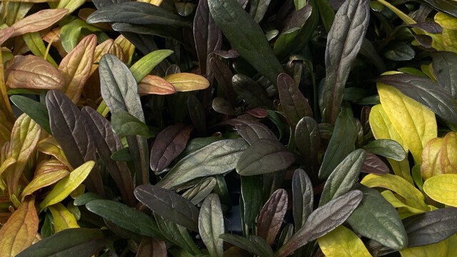 Feathered Friends™ Ajuga Noble Nightingale ppaf Feathered Friends™ Ajuga Noble Nightingale ppaf