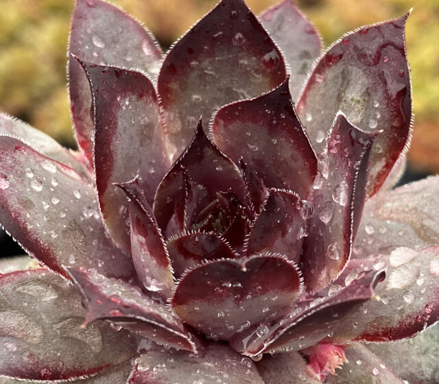 Chick Charms® Grape Galaxy™ Chick Charms® Grape Galaxy™