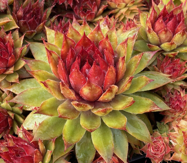 Chick Charms® Pineapple Paradise™ Chick Charms® Pineapple Paradise™