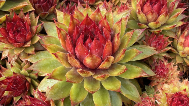 Chick Charms® Pineapple Paradise™ Chick Charms® Pineapple Paradise™