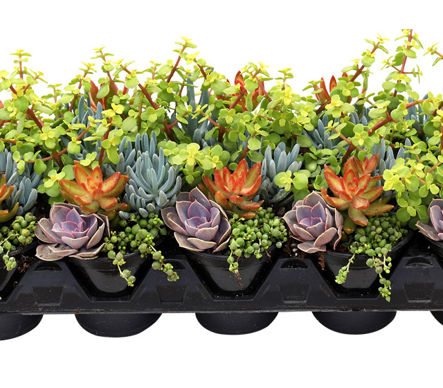 Living Canvas™ Backyard Bonfire™ 4 1/4", 10-pack tray Living Canvas™ Backyard Bonfire™ 4 1/4"