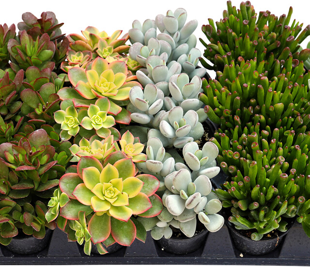 Living Canvas™ Beaches & Boardwalks™ 3 1/2" Pots, 18-pack tray Living Canvas™ Beaches & Boardwalks™ 3 1/2" Pots