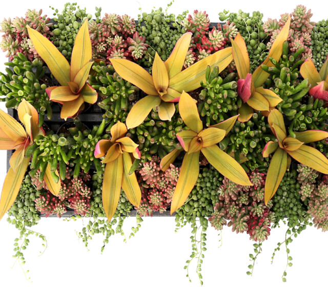 Living Canvas™ Bonfires & Beaches™ 2" Pots Living Canvas™ Bonfires & Beaches™