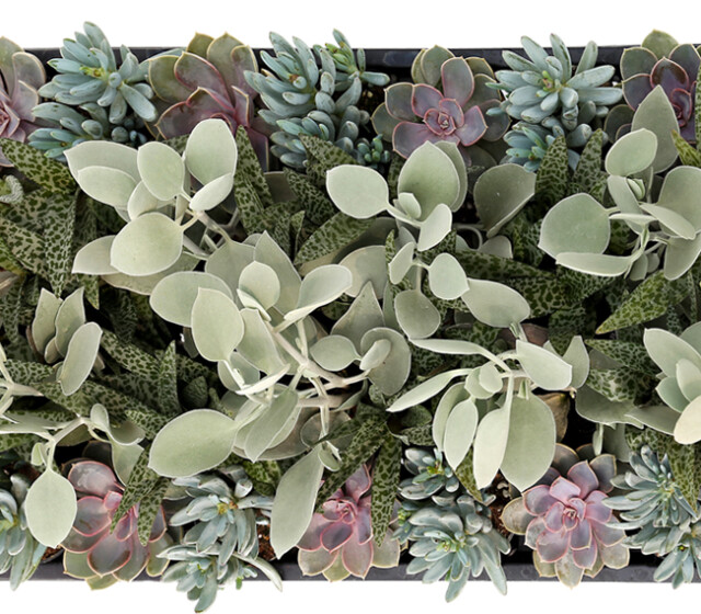 Living Canvas™ Flip Flops & Fireflies™ 2" Pots Living Canvas™ Flip Flops & Fireflies™