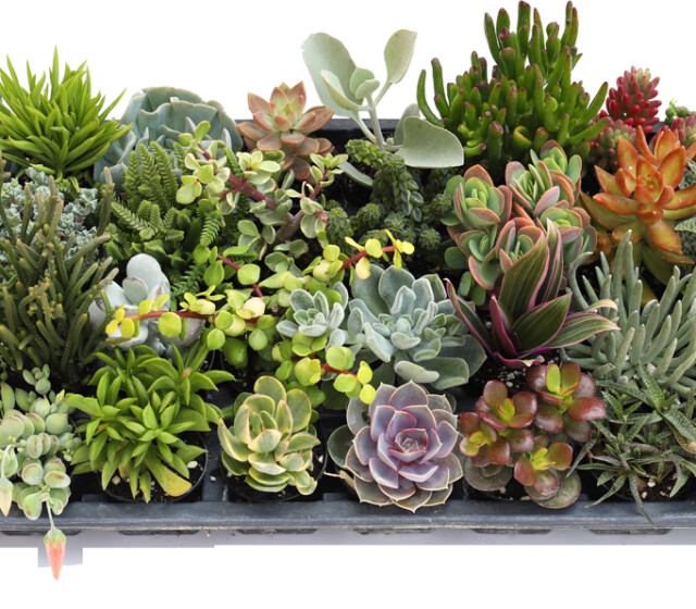 Living Canvas™ Growers Choice Mix™ 2" Pots Living Canvas™ Growers Choice Mix™ 2" Pots