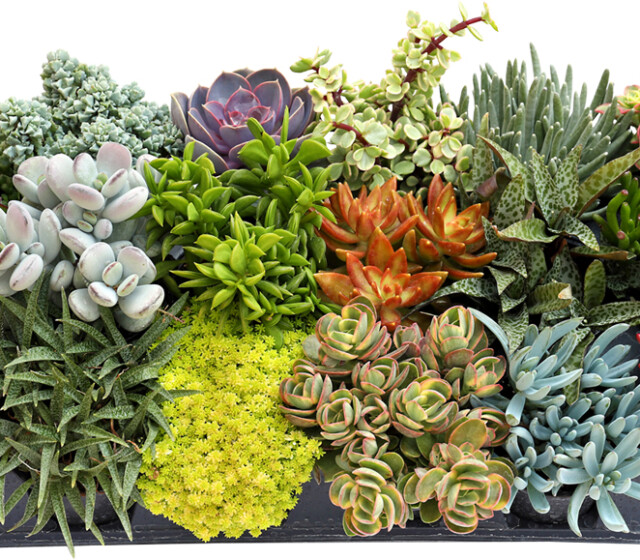 Living Canvas™ Growers Choice Mix™ 3 1/2" Pots, 18-pack tray Living Canvas™ Growers Choice Mix™ 3 1/2" Pots