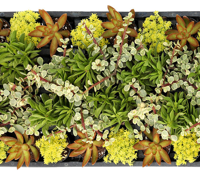 Living Canvas™ Porch Swings & Popsicles™ 2" Pots Living Canvas™ Porch Swings & Popsicles™