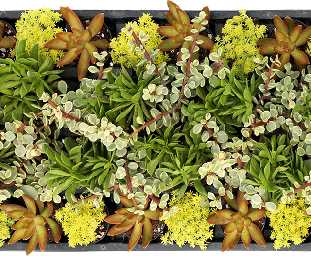 Living Canvas™ Porch Swings & Popsicles™ 2" Pots Living Canvas™ Porch Swings & Popsicles™