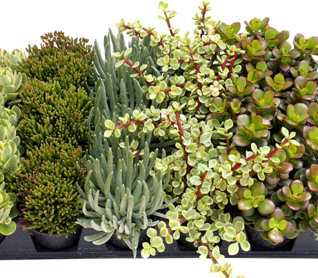 Living Canvas™ Sailboats & Surfboats™ 3 1/2" Pots, 18-pack tray Living Canvas™ Sailboats & Surfboats™ 3 1/2" Pots