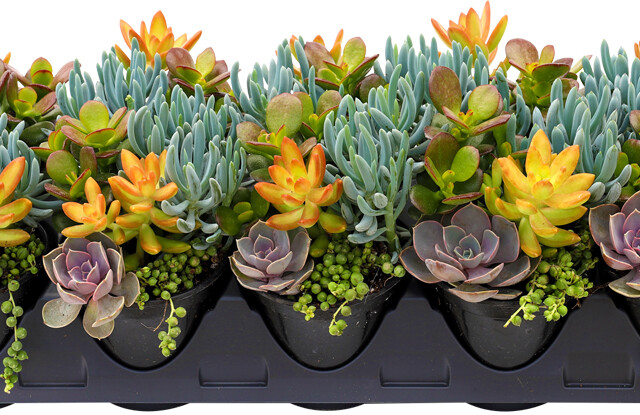 Living Canvas™ Seaside Suntan™ 4 1/4", 10-pack tray Living Canvas™ Seaside Suntan™ 4 1/4"