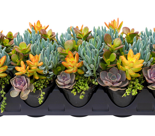 Living Canvas™ Seaside Suntan™ 4 1/4", 10-pack tray Living Canvas™ Seaside Suntan™ 4 1/4"