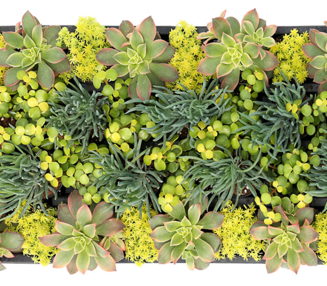 Living Canvas™ Sunshine & Citrus™ 2" Pots Living Canvas™ Sunshine & Citrus™