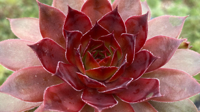 Chick Charms® Cherries Jubilee™ Chick Charms® Cherries Jubilee™