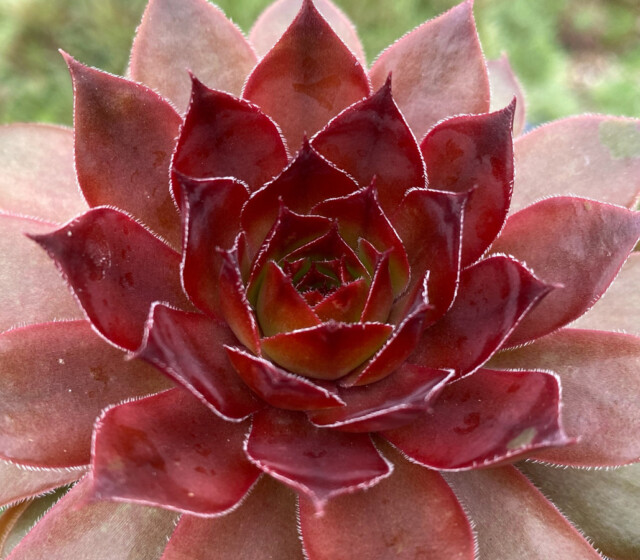 Chick Charms® Cherries Jubilee™ Chick Charms® Cherries Jubilee™