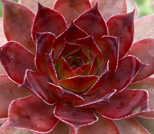 Chick Charms® Cherries Jubilee™ Chick Charms® Cherries Jubilee™