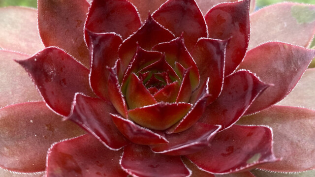 Chick Charms® Cherries Jubilee™ Chick Charms® Cherries Jubilee™