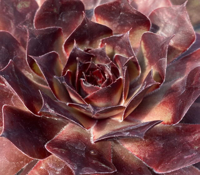 Chick Charms® Choco Latte ppaf Chick Charms® Choco Latte ppaf