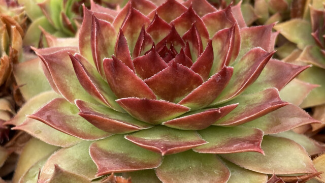 Tight & Tidy™ Sedum Blue Angelina™ 'GarSol4'ppaf Tight & Tidy™ Sedum Blue Angelina™ 'GarSol4'ppaf