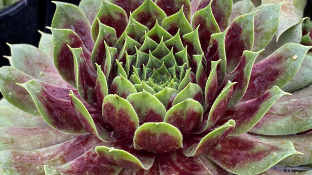 Chick Charms® Giants Emerald Explosion ppaf Chick Charms® Giants Emerald Explosion ppaf