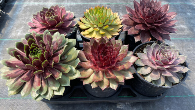 Chick Charms® GIANTS Chick Charms® GIANTS