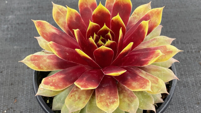 Chick Charms® Giants Gold Mine ppaf Chick Charms® Giants Gold Mine ppaf