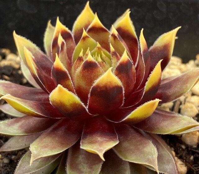 Chick Charms® Gold Rush ppaf Chick Charms® Gold Rush ppaf