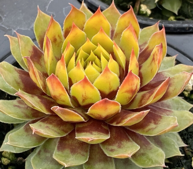 Chick Charms® Gold Rush ppaf Chick Charms® Gold Rush ppaf