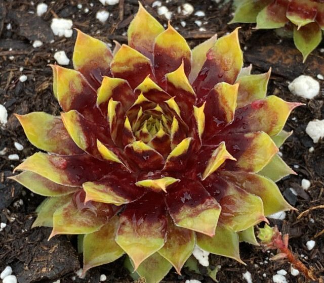 Chick Charms® Gold Rush ppaf Chick Charms® Gold Rush ppaf