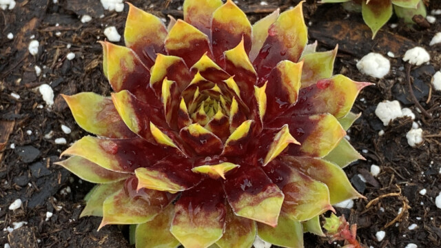 Chick Charms® Gold Rush ppaf Chick Charms® Gold Rush ppaf