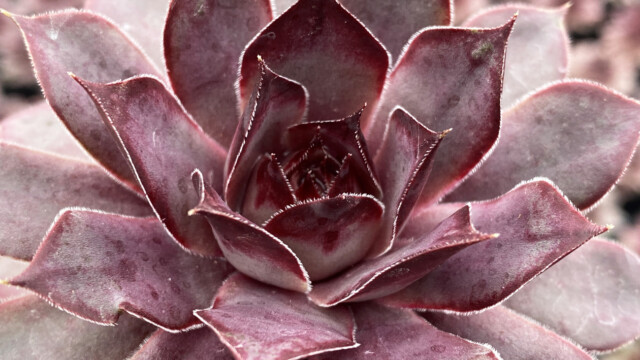 Chick Charms® Grape Galaxy™ Chick Charms® Grape Galaxy™