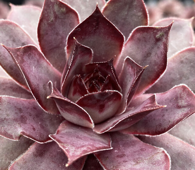 Chick Charms® Grape Galaxy™ Chick Charms® Grape Galaxy™