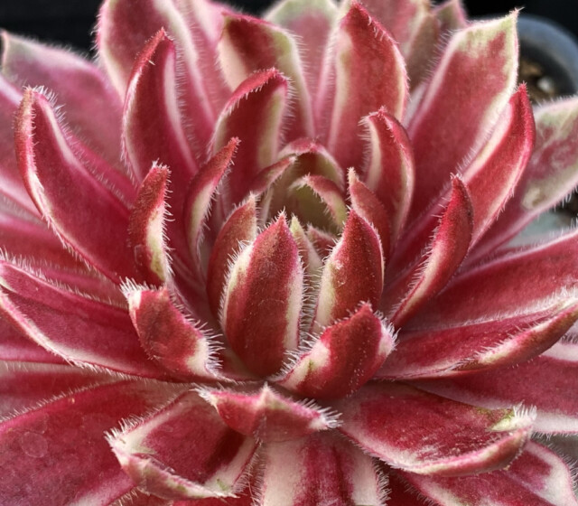 Chick Charms® Lotus Blossom ppaf Chick Charms® Lotus Blossom ppaf