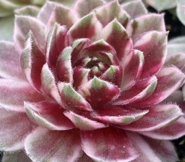 Chick Charms® Lotus Blossom ppaf Chick Charms® Lotus Blossom ppaf