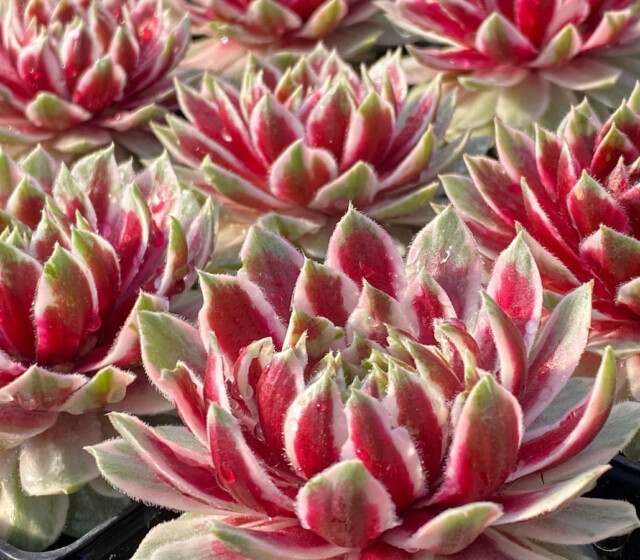 Chick Charms® Lotus Blossom ppaf Chick Charms® Lotus Blossom ppaf