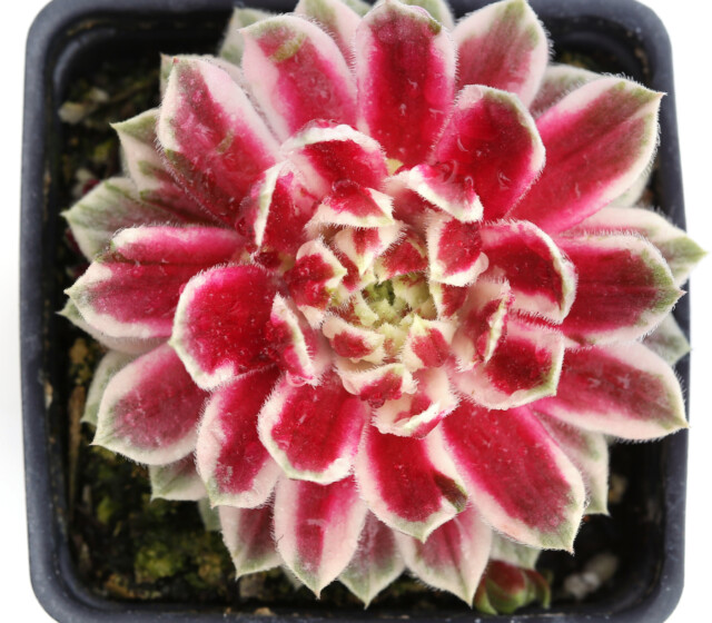 Chick Charms® Lotus Blossom ppaf Chick Charms® Lotus Blossom ppaf