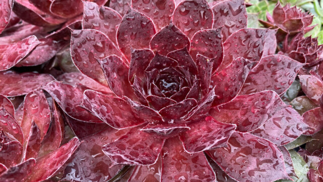 Chick Charms® Giants Maroon Mountain ppaf Chick Charms® Giants Maroon Mountain ppaf