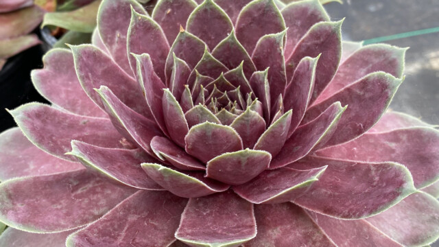 Chick Charms® Giants Pink Sapphire ppaf Chick Charms® Giants Pink Sapphire ppaf