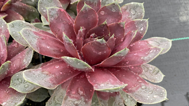 Chick Charms® Giants Steel Appeal ppaf Chick Charms® Giants Steel Appeal ppaf