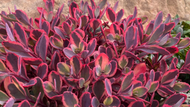 SunSparkler Dazzling Dynamite ppaf