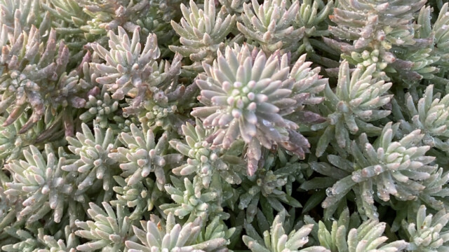 Tight & Tidy™ Sedum Blue Angelina™ 'GarSol4'ppaf Tight & Tidy™ Sedum Blue Angelina™ 'GarSol4'ppaf