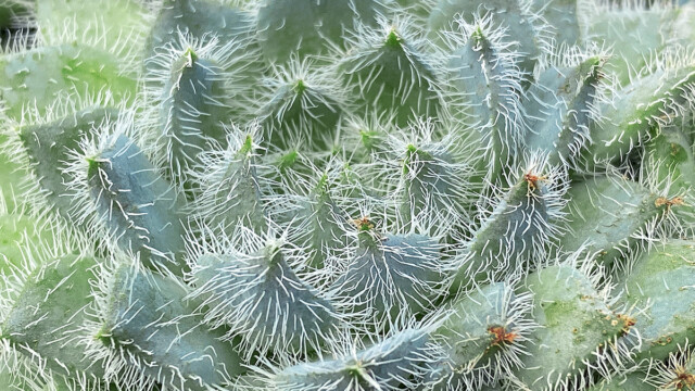 Echeveria Seafoam ppaf Echeveria Seafoam ppaf