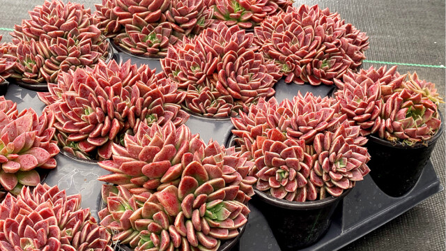 Sinocrassula Pink Pearls ppaf Sinocrassula Pink Pearls ppaf