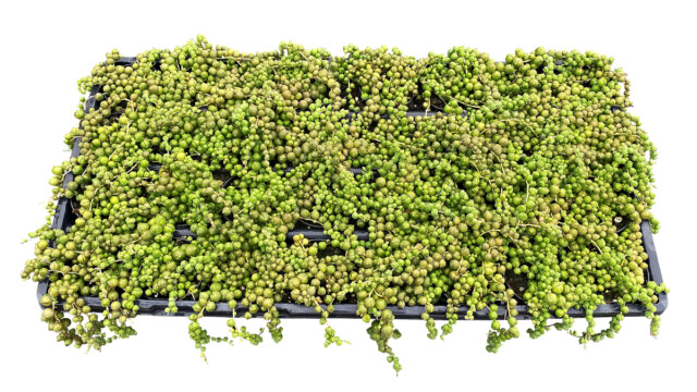 Living Canvas® String of Pearls