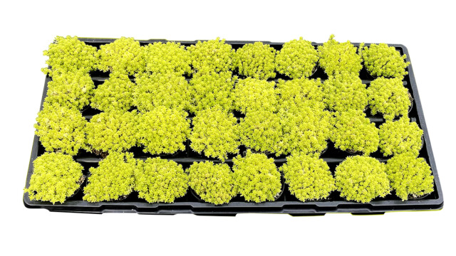 Living Canvas® Sedum Tokyo Sun